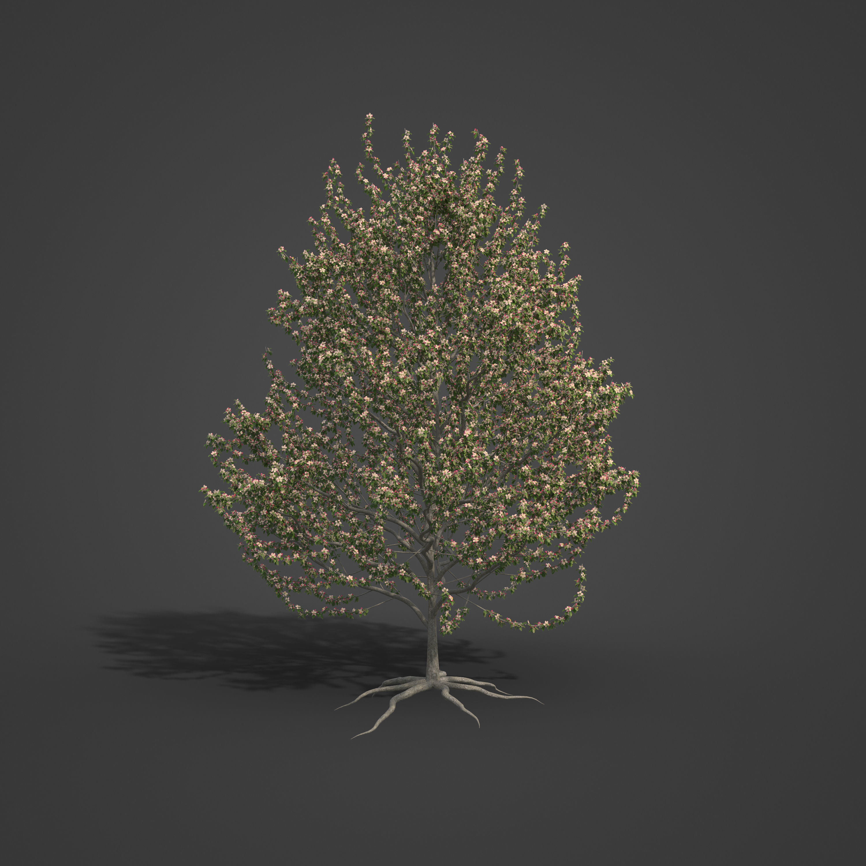 2021 PBR Apple Tree Collection - Malus Domestica  3D model_9