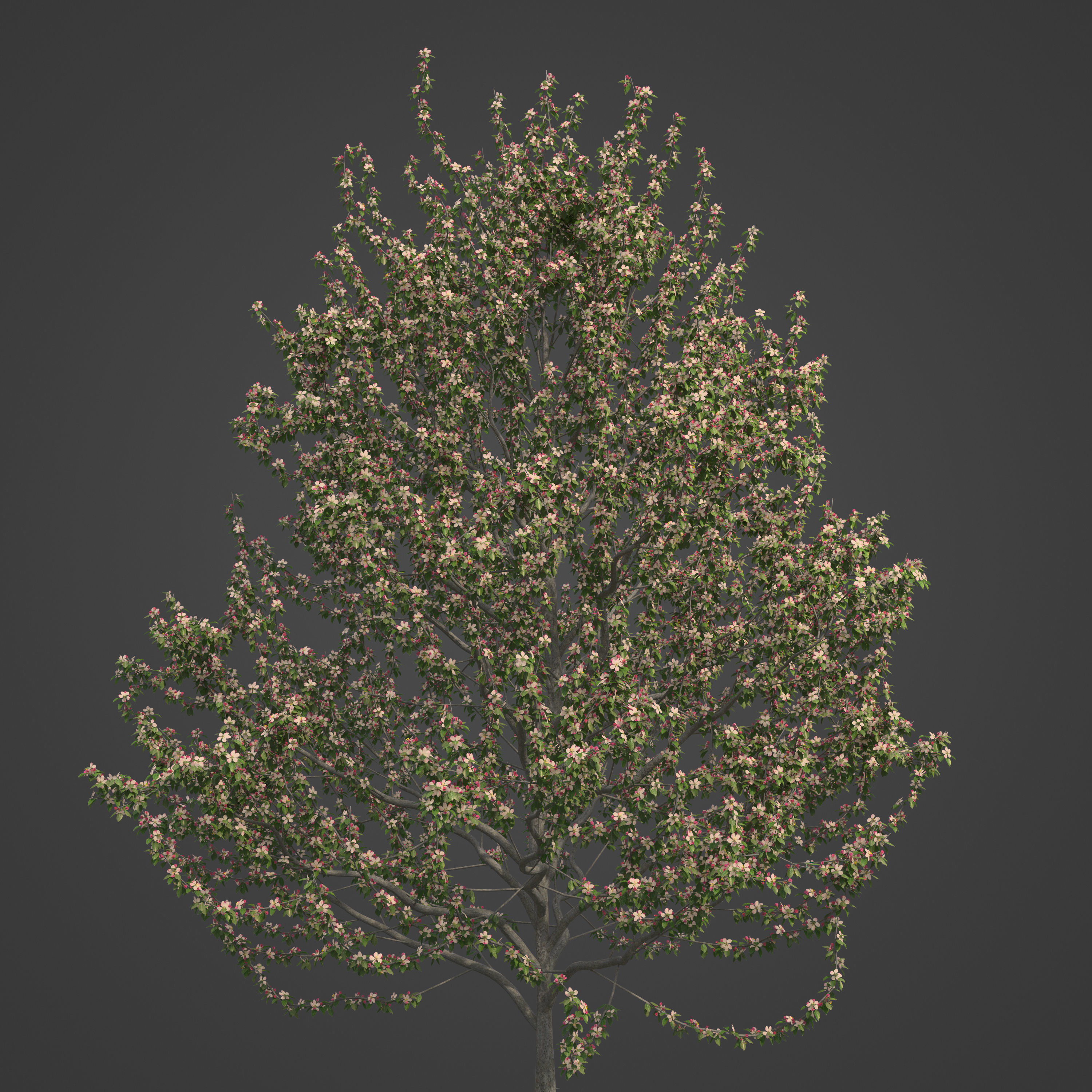 2021 PBR Apple Tree Collection - Malus Domestica  3D model_8