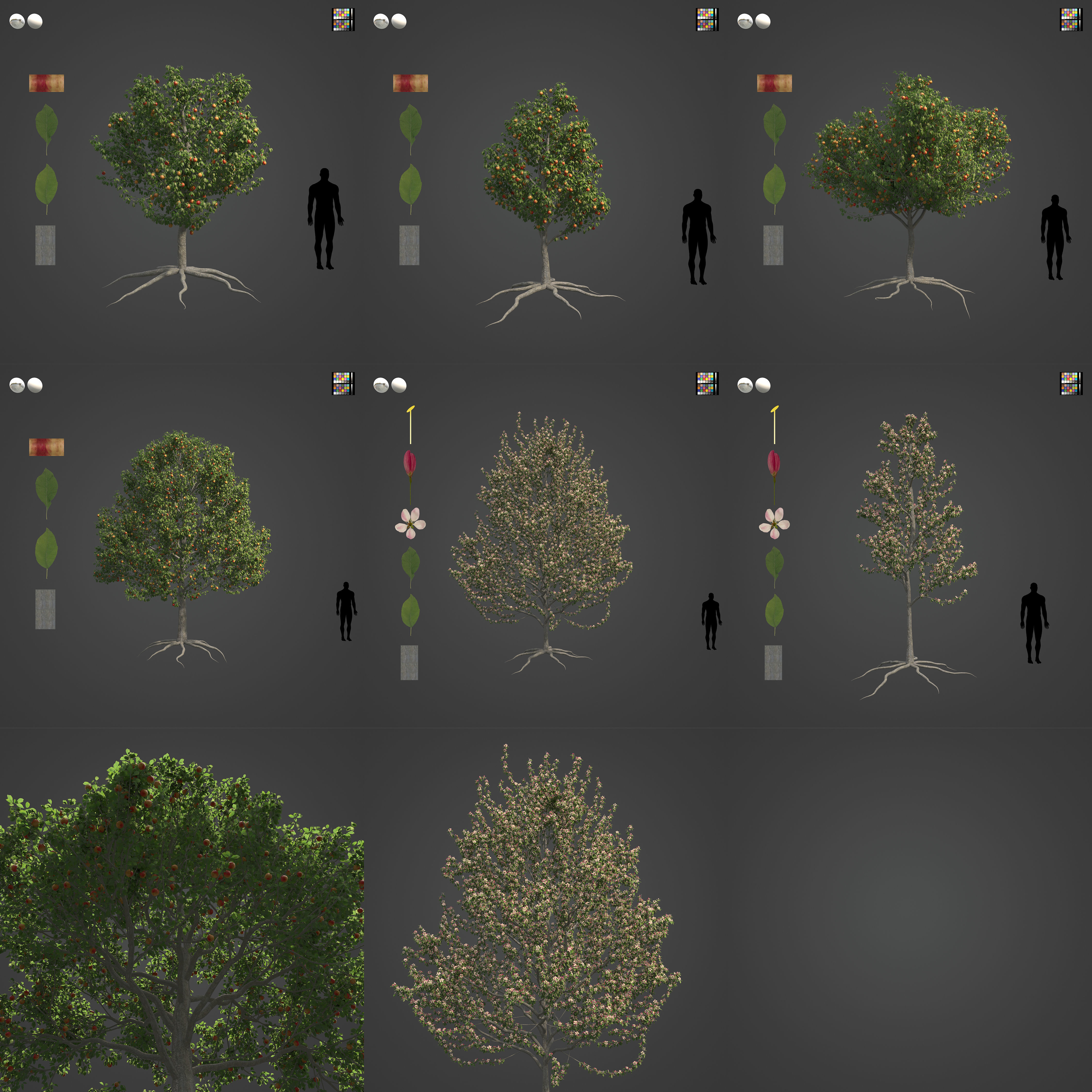 2021 PBR Apple Tree Collection - Malus Domestica  3D model_3