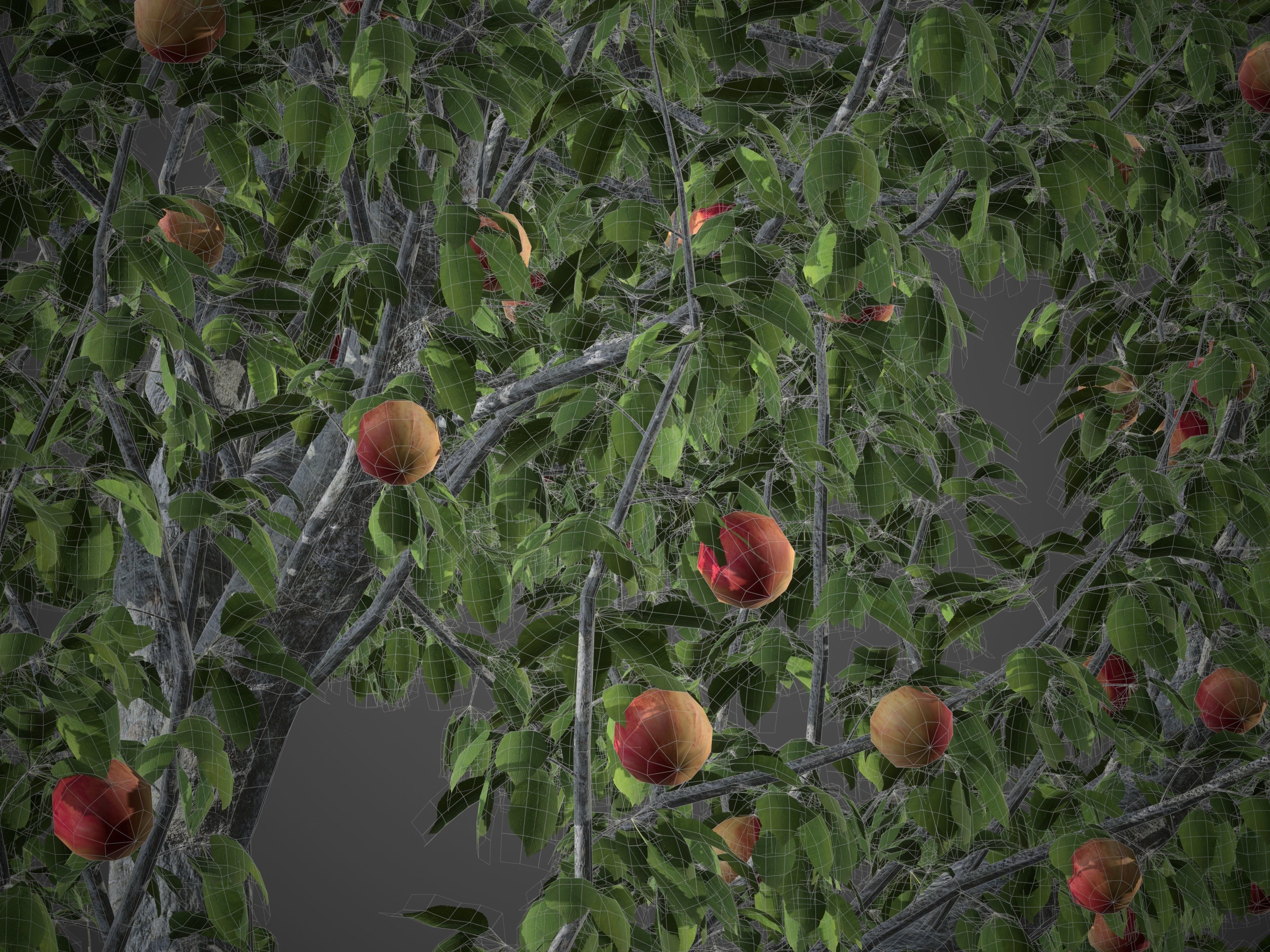 2021 PBR Apple Tree Collection - Malus Domestica  3D model_10