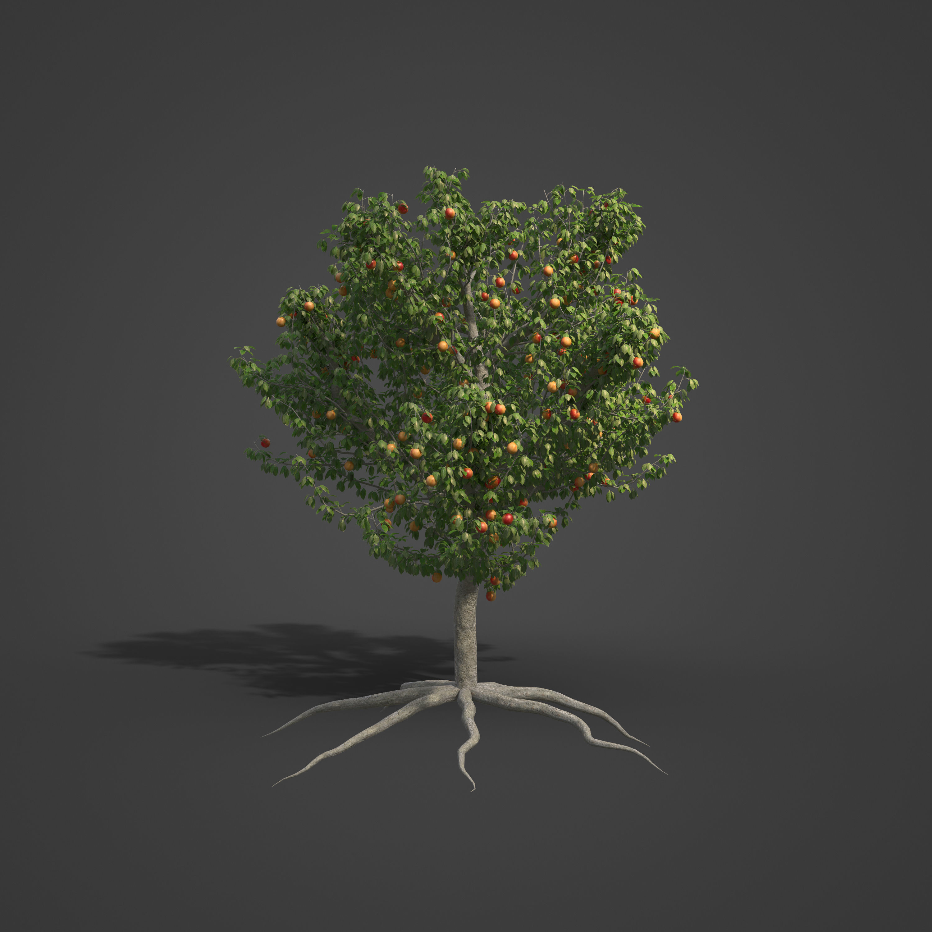 2021 PBR Apple Tree Collection - Malus Domestica  3D model_4