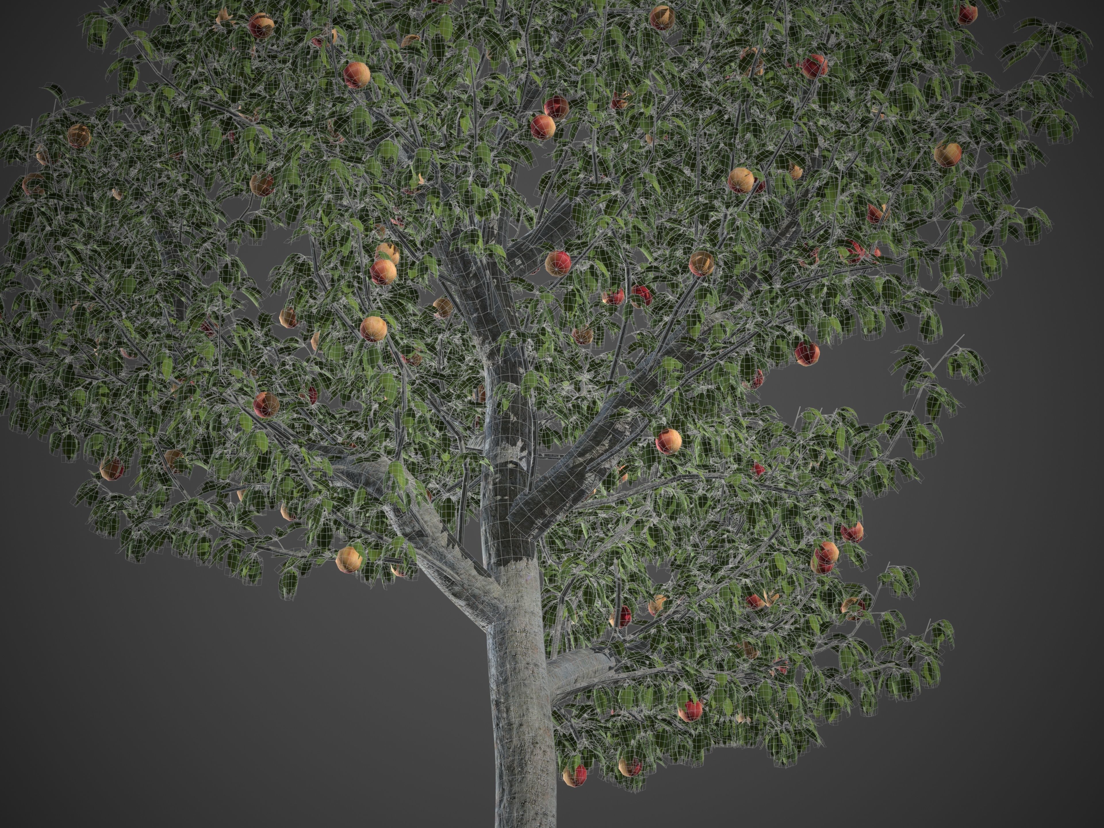 2021 PBR Apple Tree Collection - Malus Domestica  3D model_11