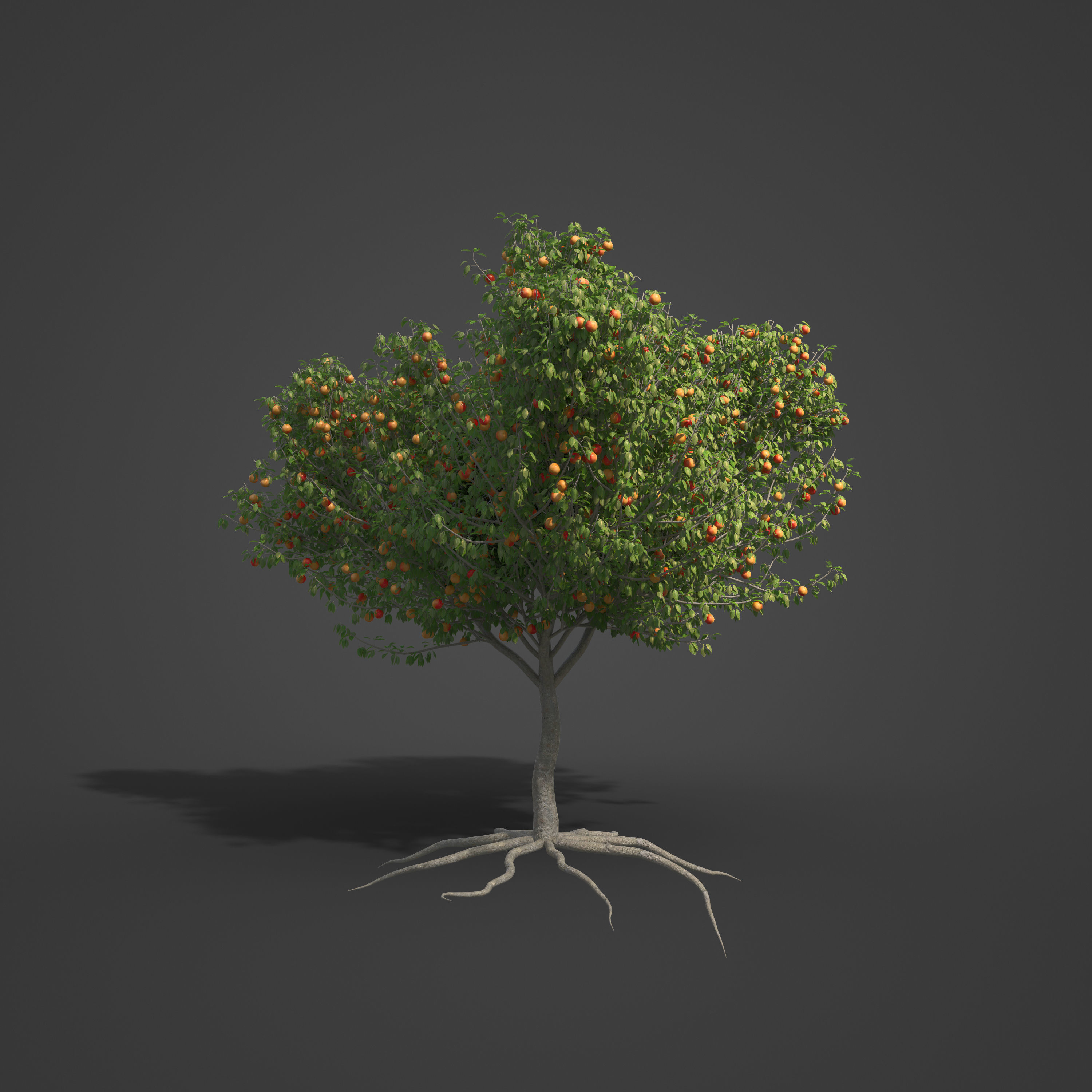 2021 PBR Apple Tree Collection - Malus Domestica  3D model_6