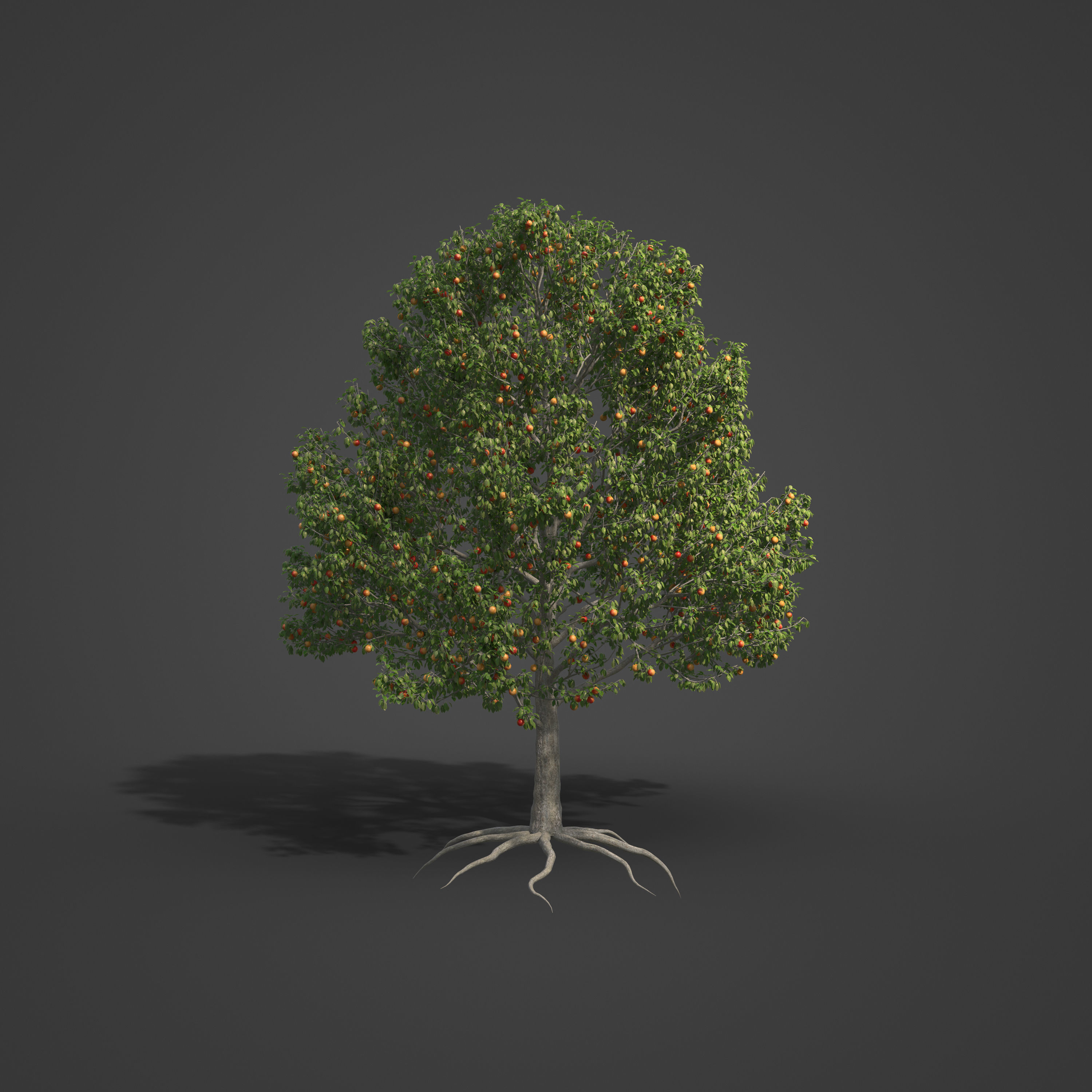2021 PBR Apple Tree Collection - Malus Domestica  3D model_7