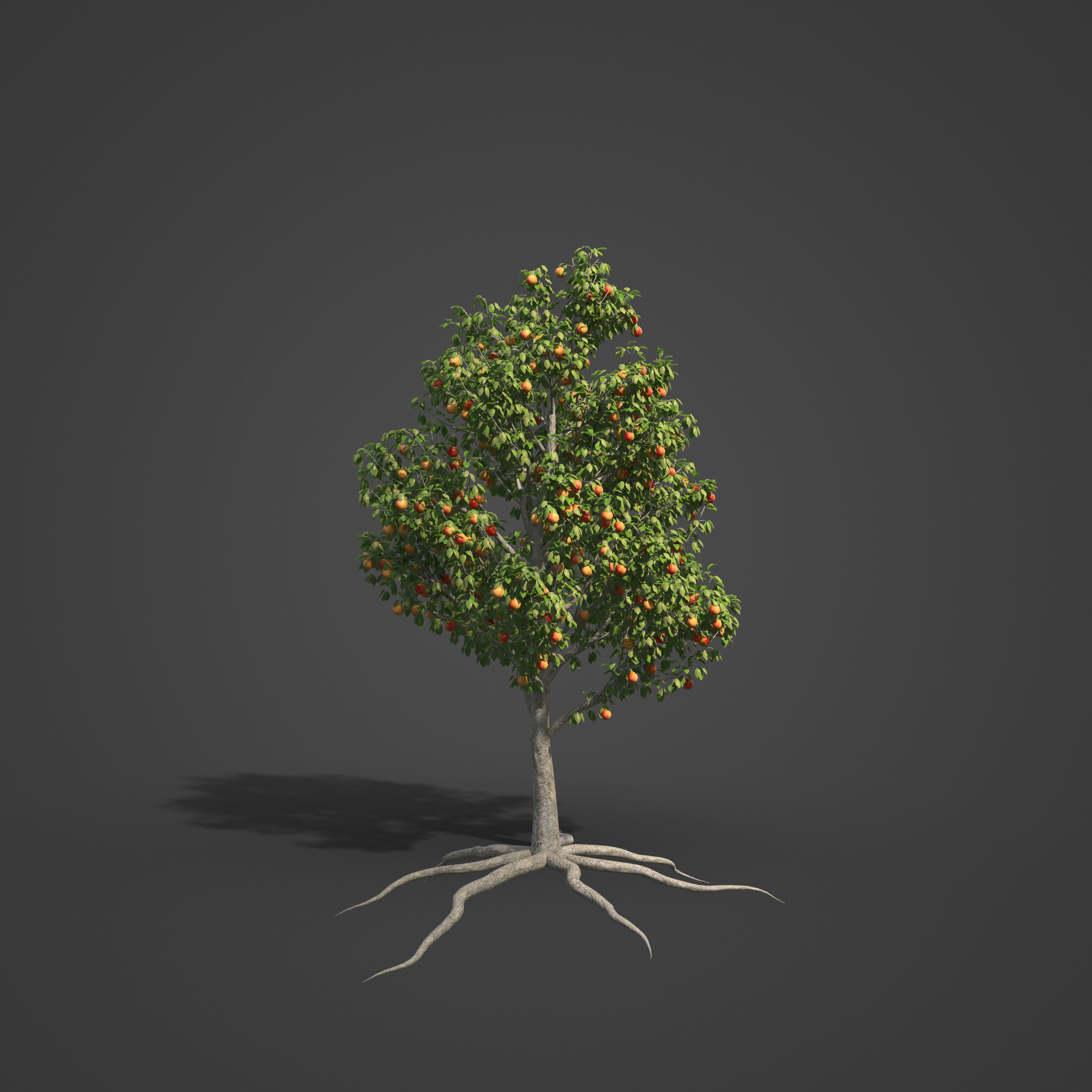 2021 PBR Apple Tree Collection - Malus Domestica  3D model_5