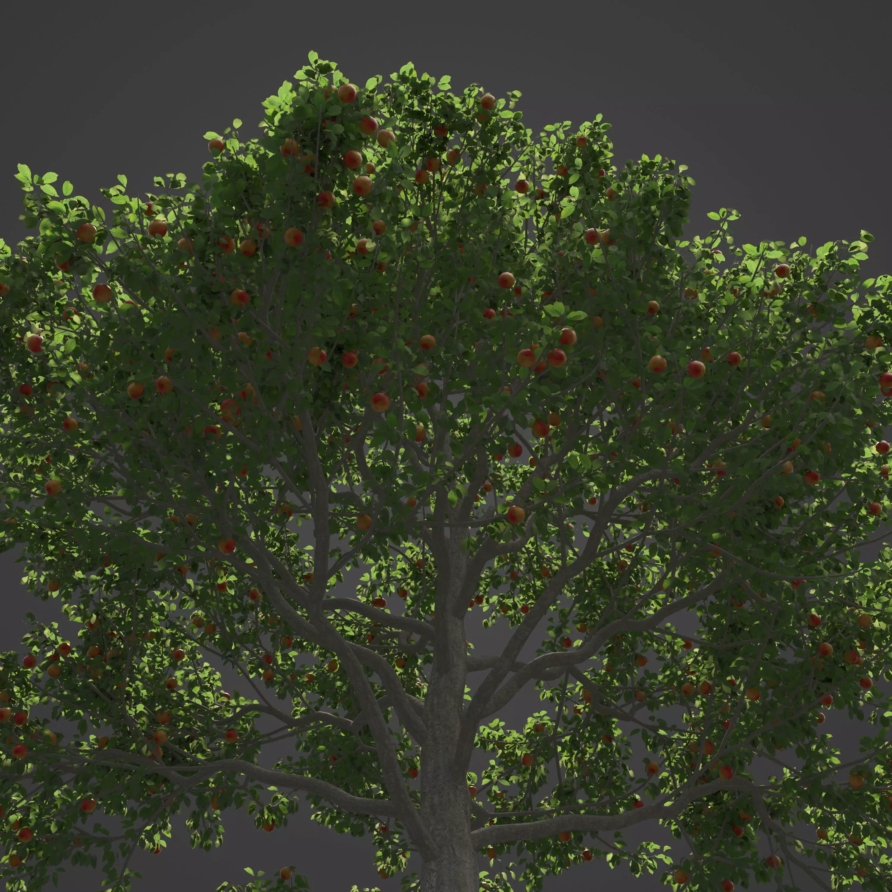 2021 PBR Apple Tree Collection - Malus Domestica  3D model_0
