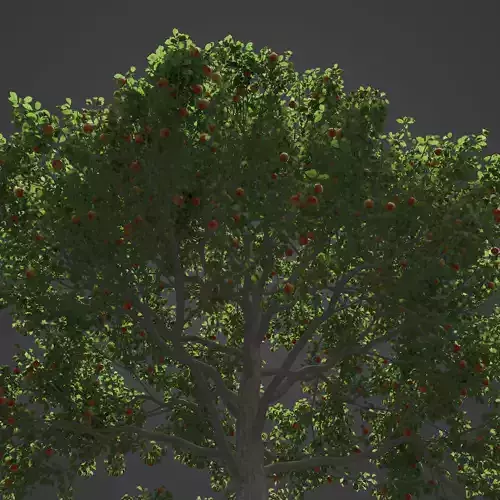 2021 PBR Apple Tree Collection - Malus Domestica  3D model