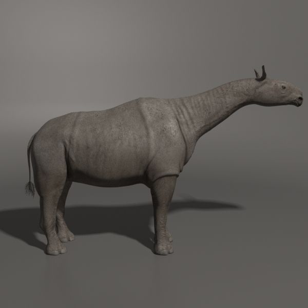 Indricotherium 3D - Pre-historic mammal 3D model_7