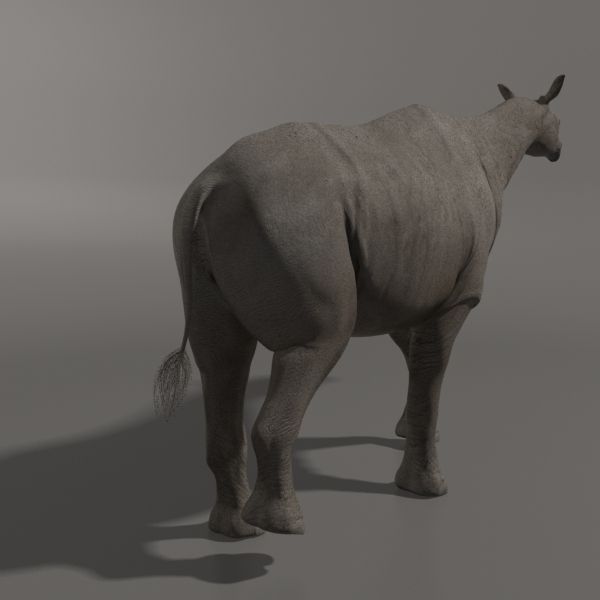 Indricotherium 3D - Pre-historic mammal 3D model_19