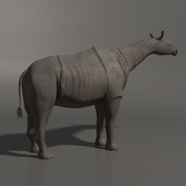Indricotherium 3D - Pre-historic mammal 3D model_5
