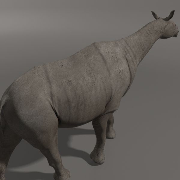 Indricotherium 3D - Pre-historic mammal 3D model_13