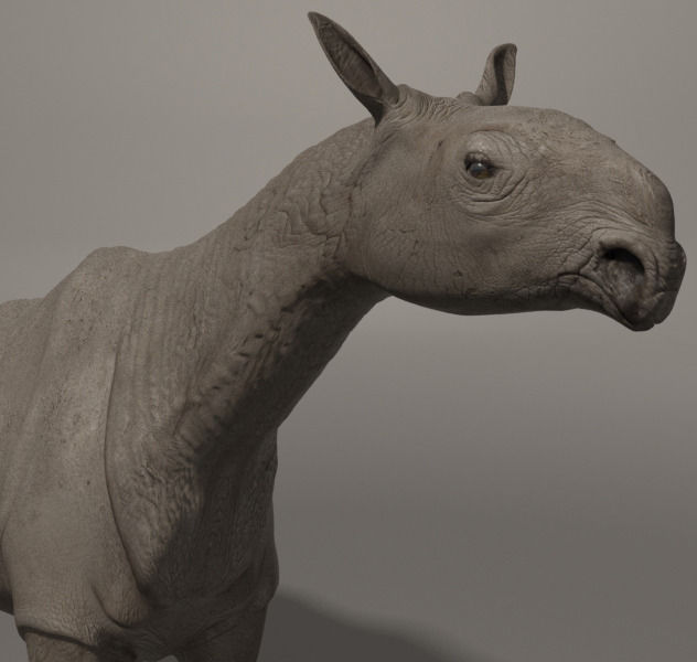 Indricotherium 3D - Pre-historic mammal 3D model_21