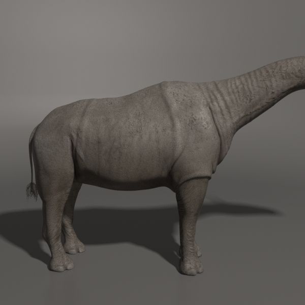 Indricotherium 3D - Pre-historic mammal 3D model_11