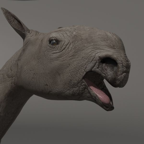 Indricotherium 3D - Pre-historic mammal 3D model_16