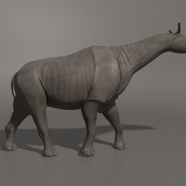 Indricotherium 3D - Pre-historic mammal 3D model_14