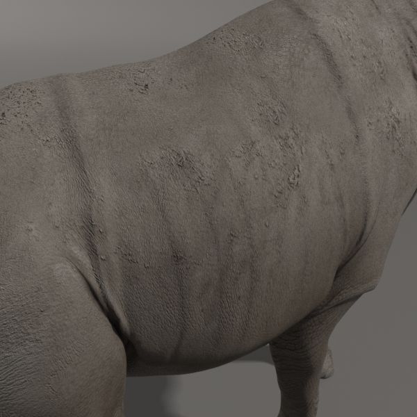 Indricotherium 3D - Pre-historic mammal 3D model_4