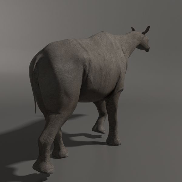 Indricotherium 3D - Pre-historic mammal 3D model_17