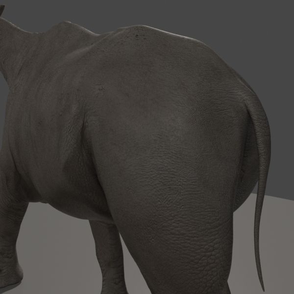 Indricotherium 3D - Pre-historic mammal 3D model_10