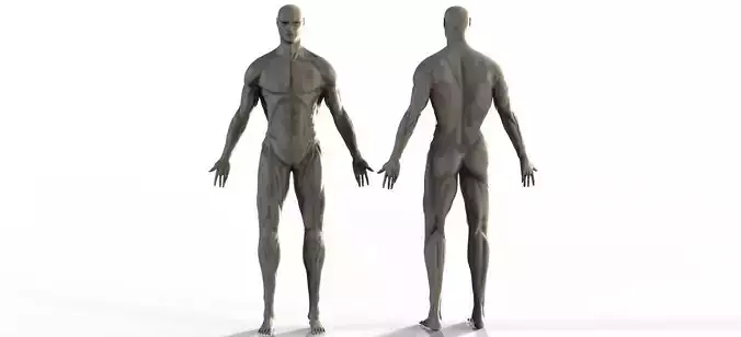 Anatomy Model Male