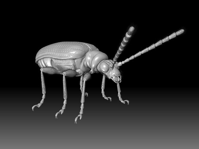 Scarlet Lily Beetle sculpt 3D model