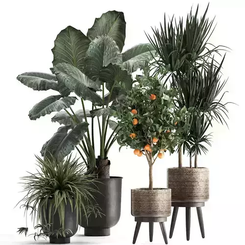 Houseplants in a  flowerpot for the interior 1002 3D model