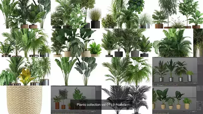 Plants collection vol 07