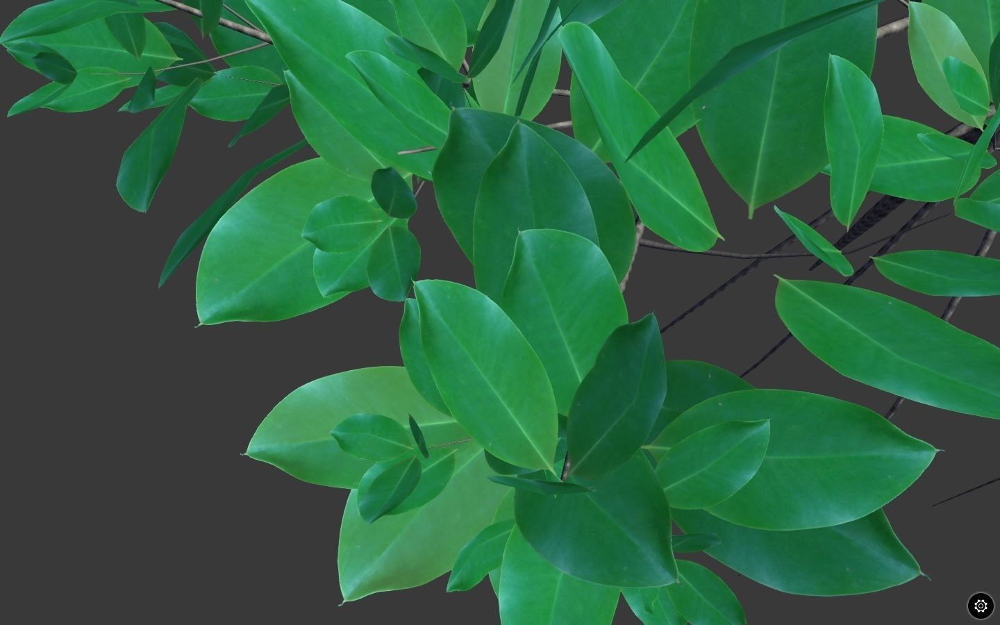 Rizophora Appiculata 3D model_2