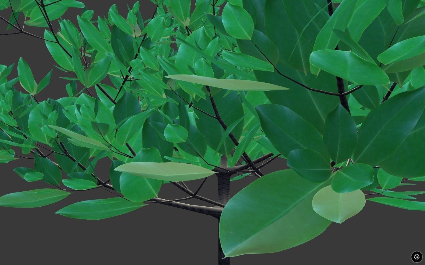 Rizophora Appiculata 3D model_1