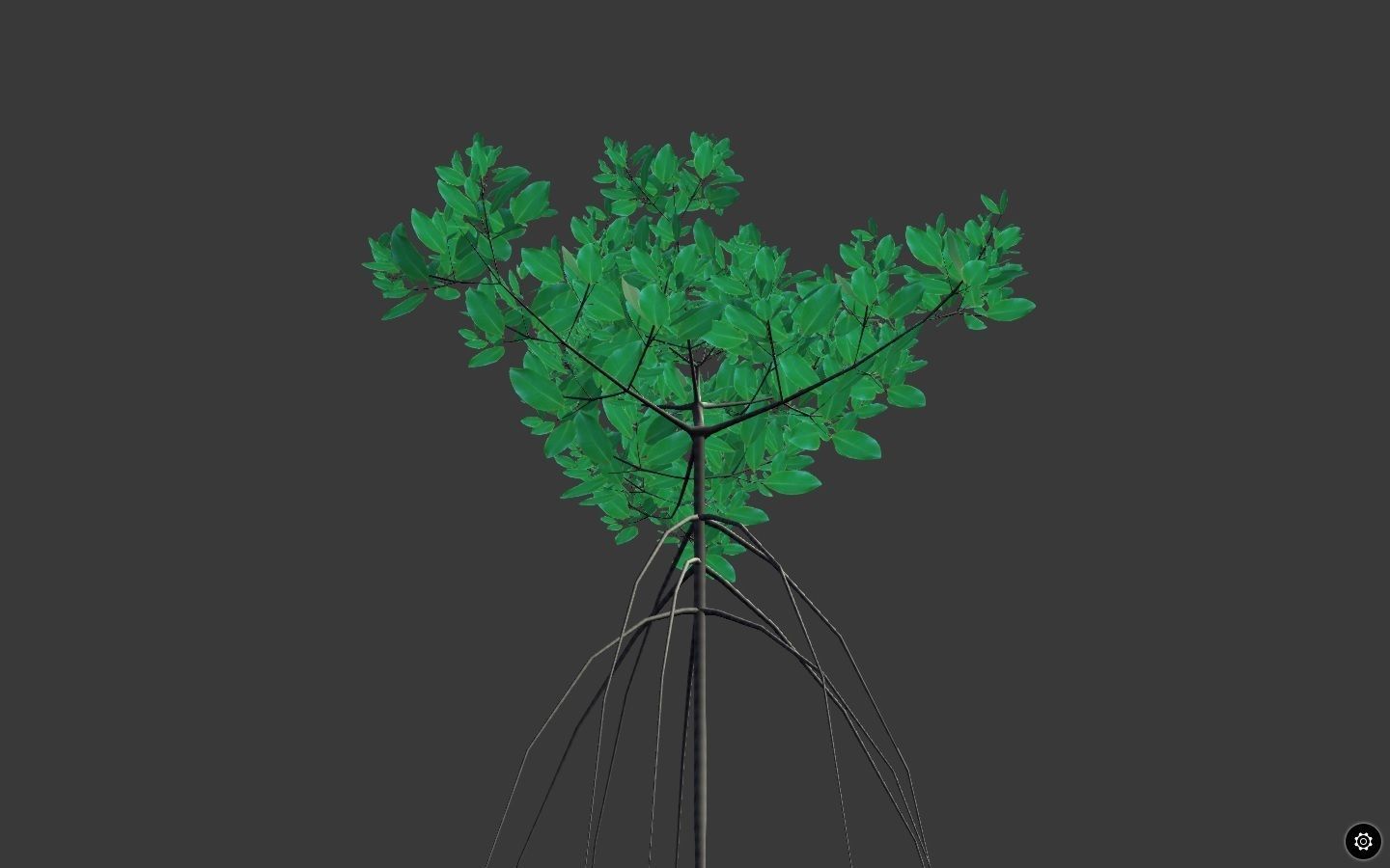 Rizophora Appiculata 3D model_4