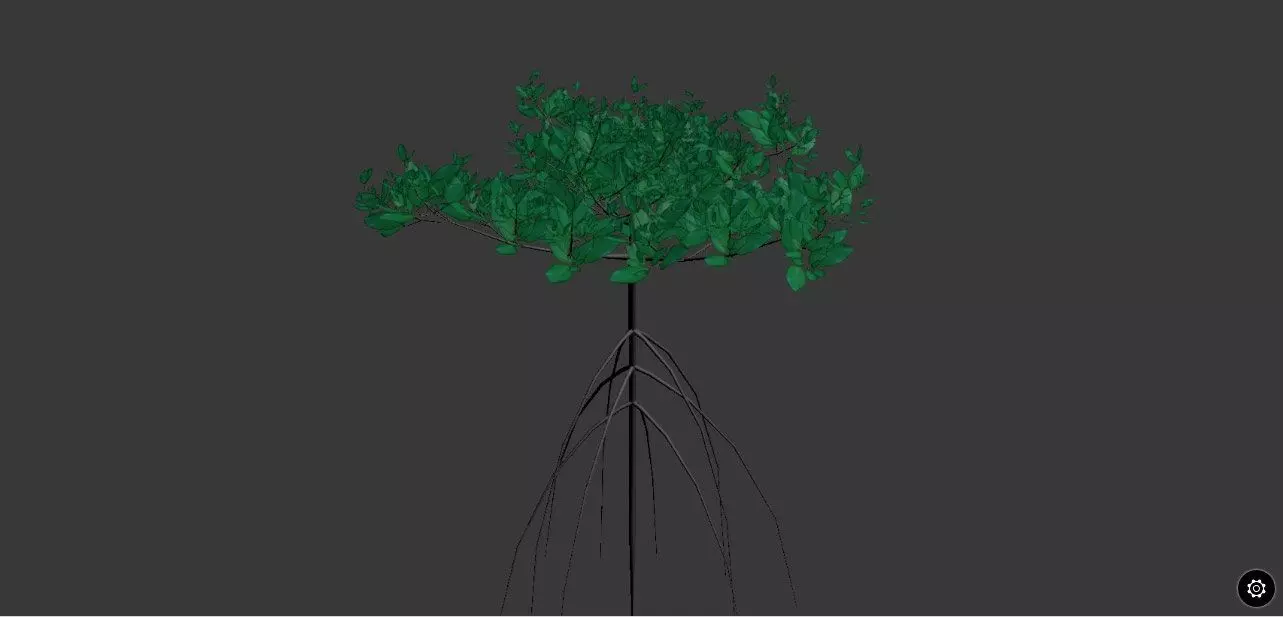 Rizophora Appiculata 3D model_0
