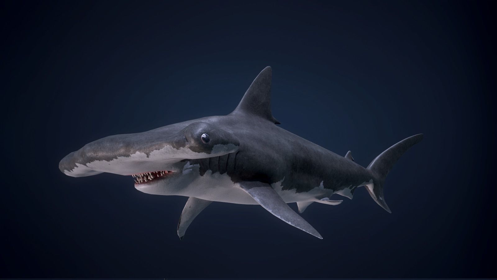 Hammerhead Shark - Game Ready Low-poly 3D model_7
