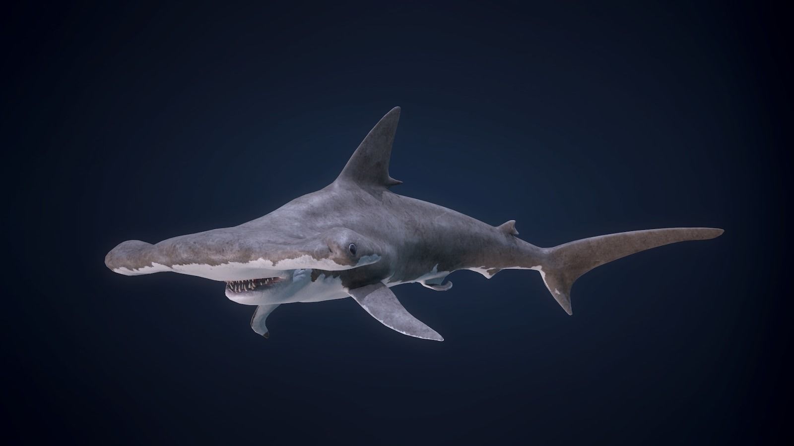 Hammerhead Shark - Game Ready Low-poly 3D model_2