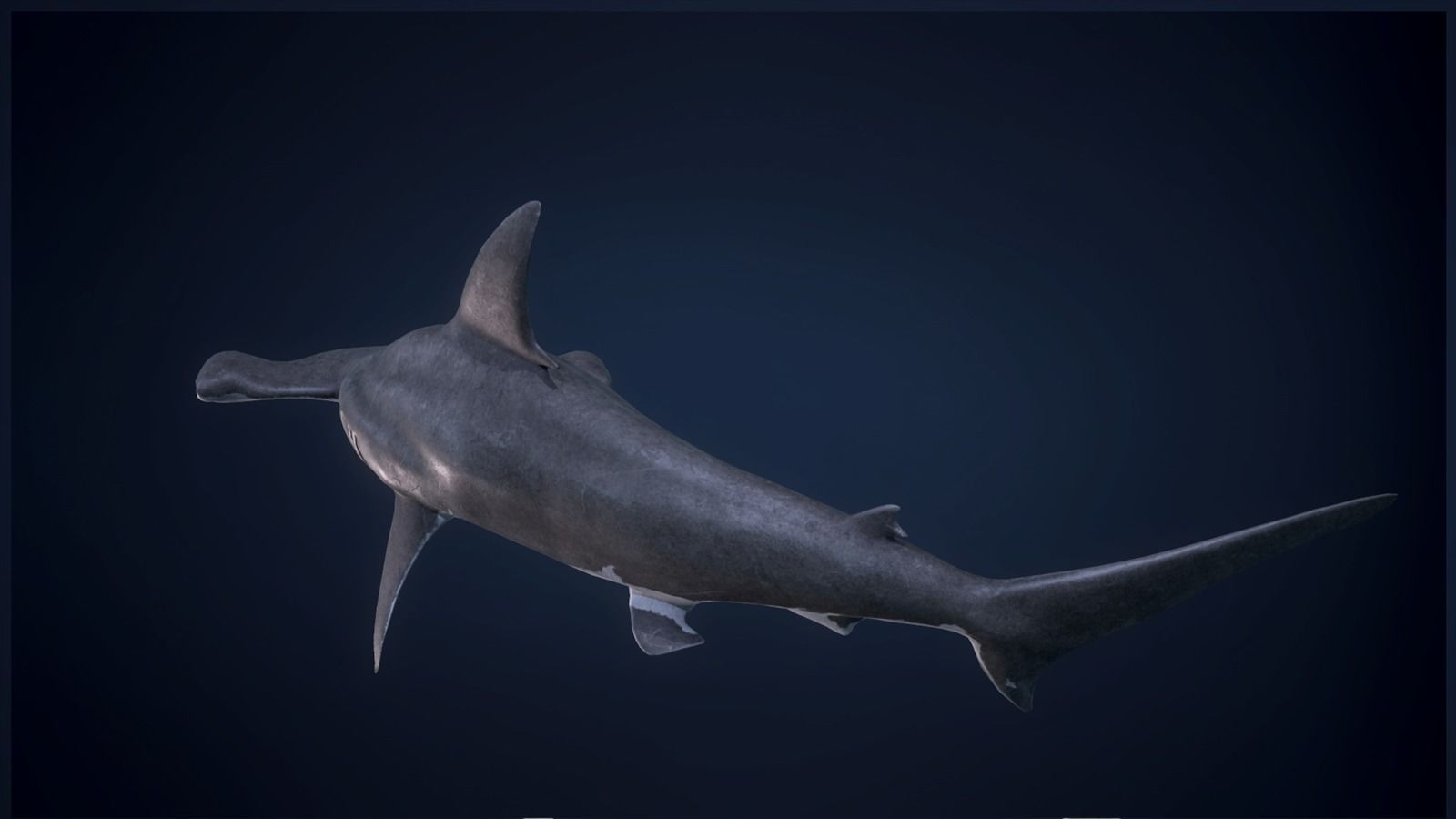 Hammerhead Shark - Game Ready Low-poly 3D model_5
