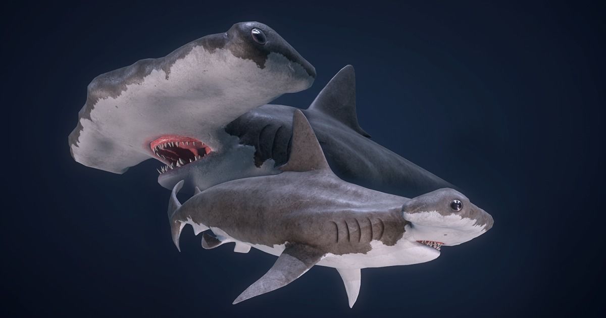 Hammerhead Shark - Game Ready Low-poly 3D model_1