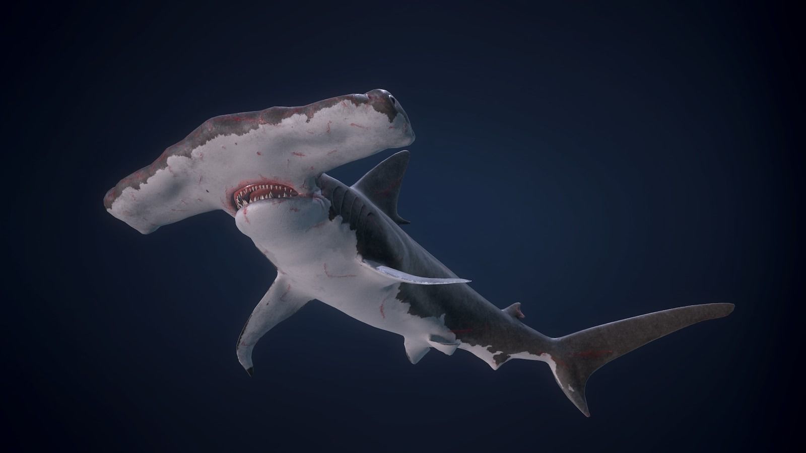 Hammerhead Shark - Game Ready Low-poly 3D model_3