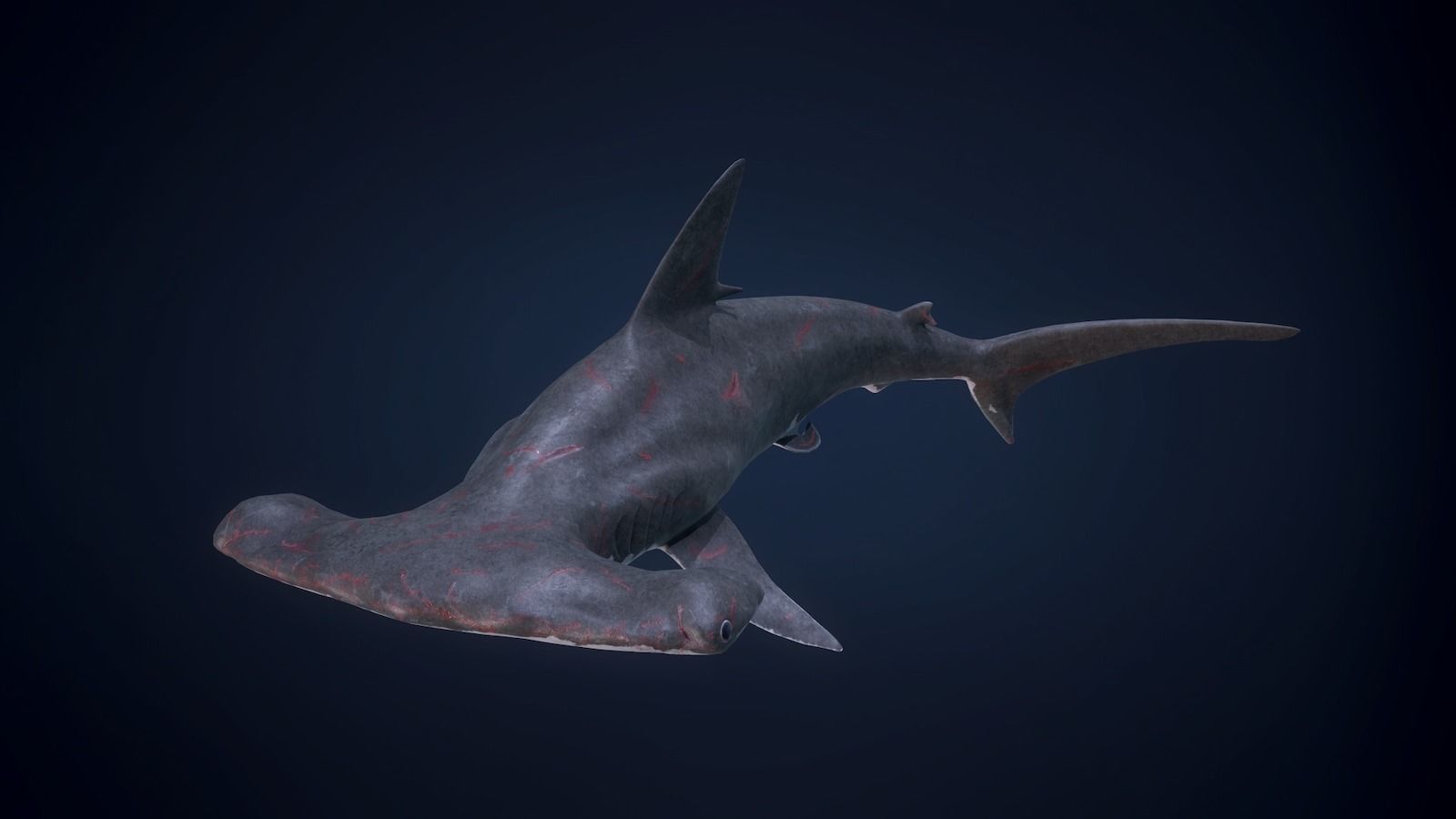 Hammerhead Shark - Game Ready Low-poly 3D model_4