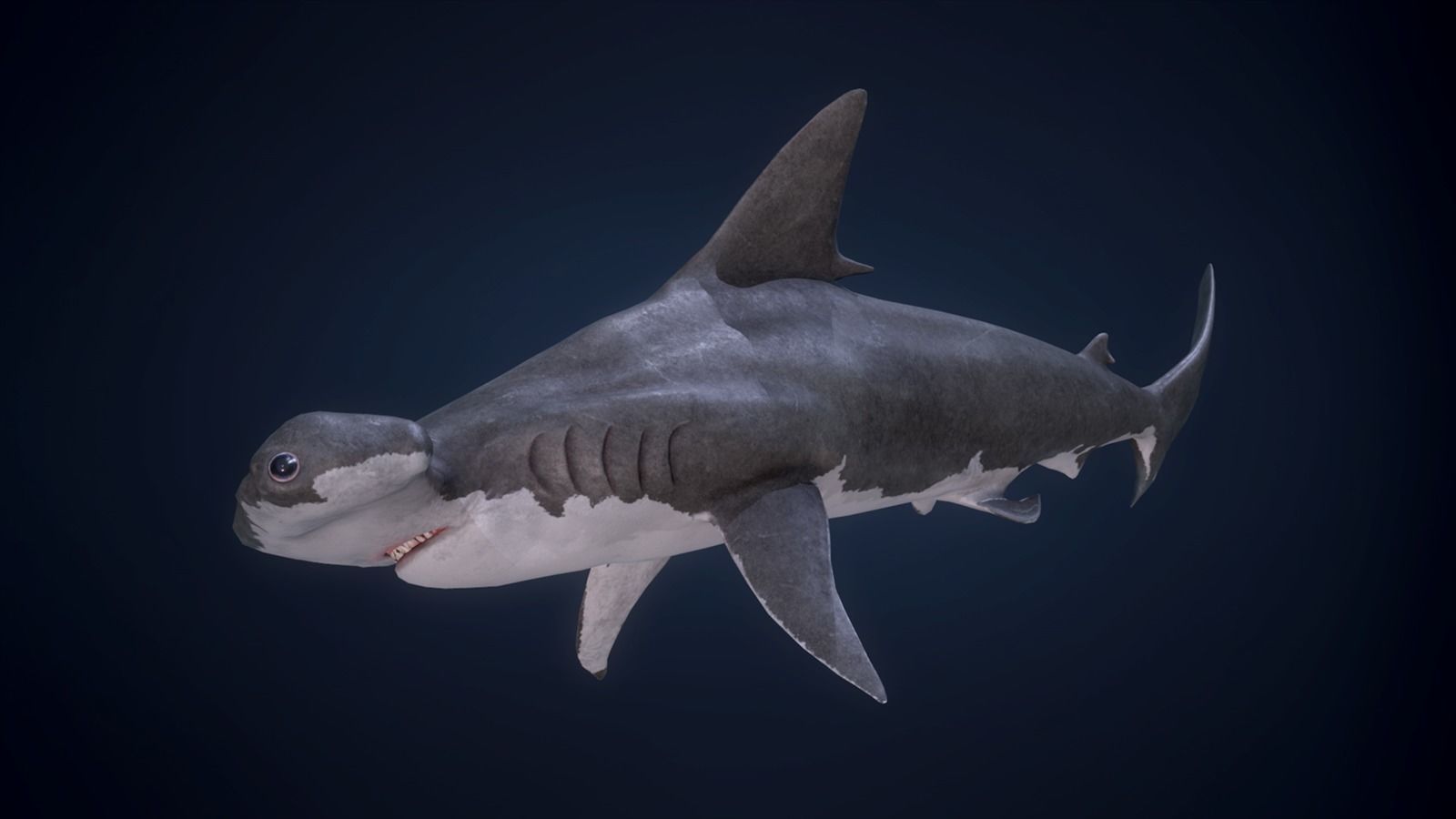 Hammerhead Shark - Game Ready Low-poly 3D model_6