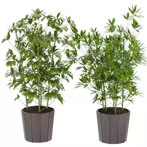 Collection plant vol 177 3D model