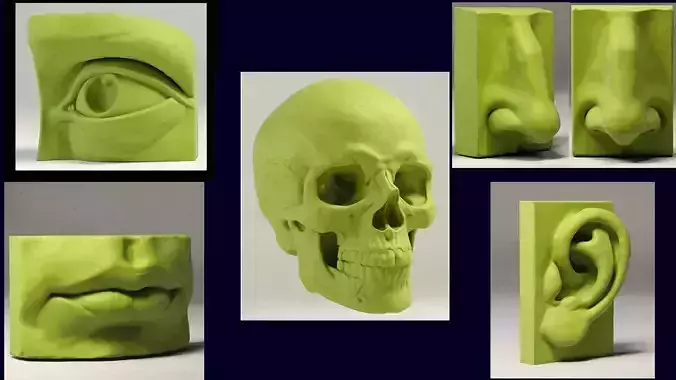 Skull and face parts