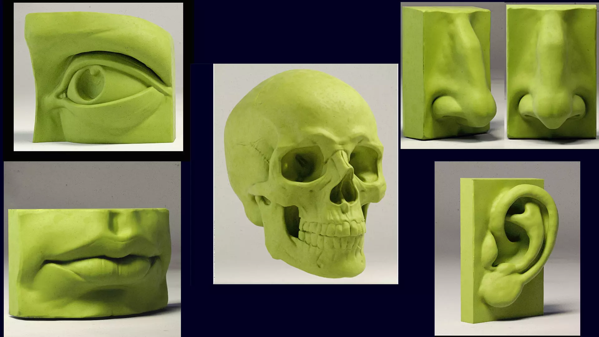 Skull and face parts 3D model_0