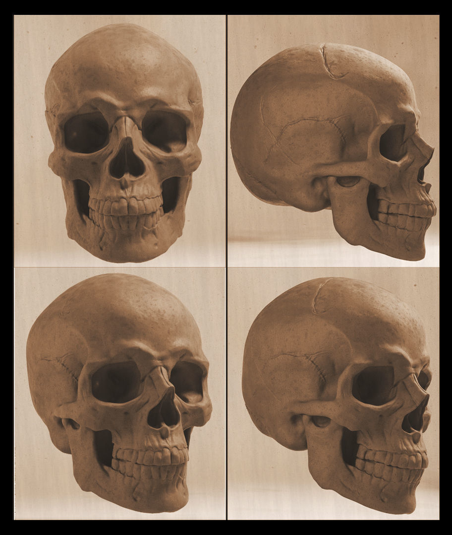 Skull and face parts 3D model_1