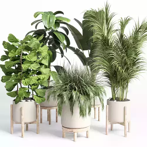 collection indoor plant 73  pot grass palm plant wood vase pot