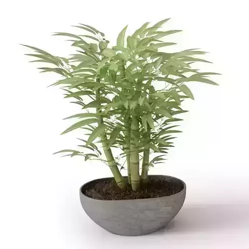 Small Potted Bamboo Plant 3D model