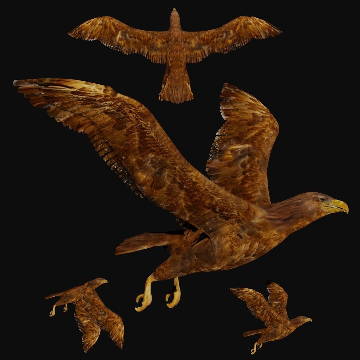 Golden eagle Low-poly 3D model_1