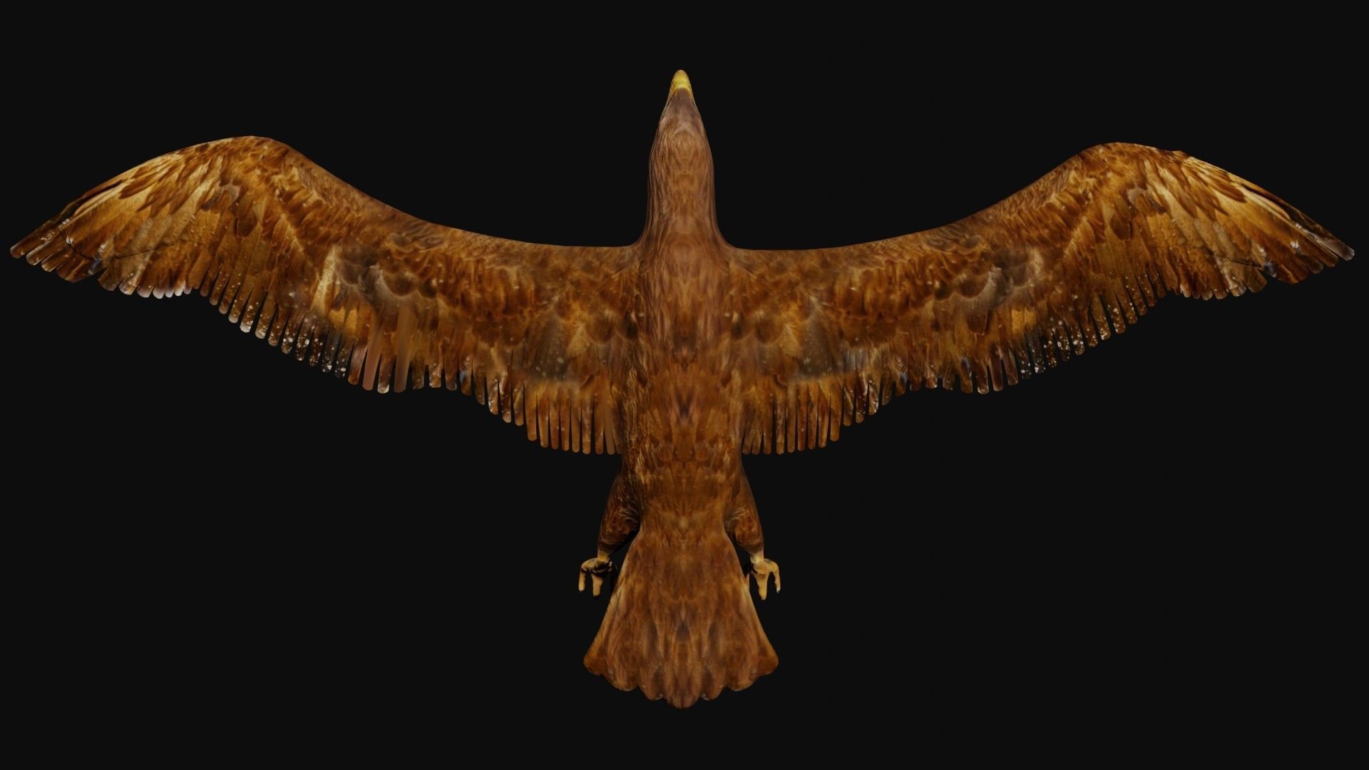 Golden eagle Low-poly 3D model_4