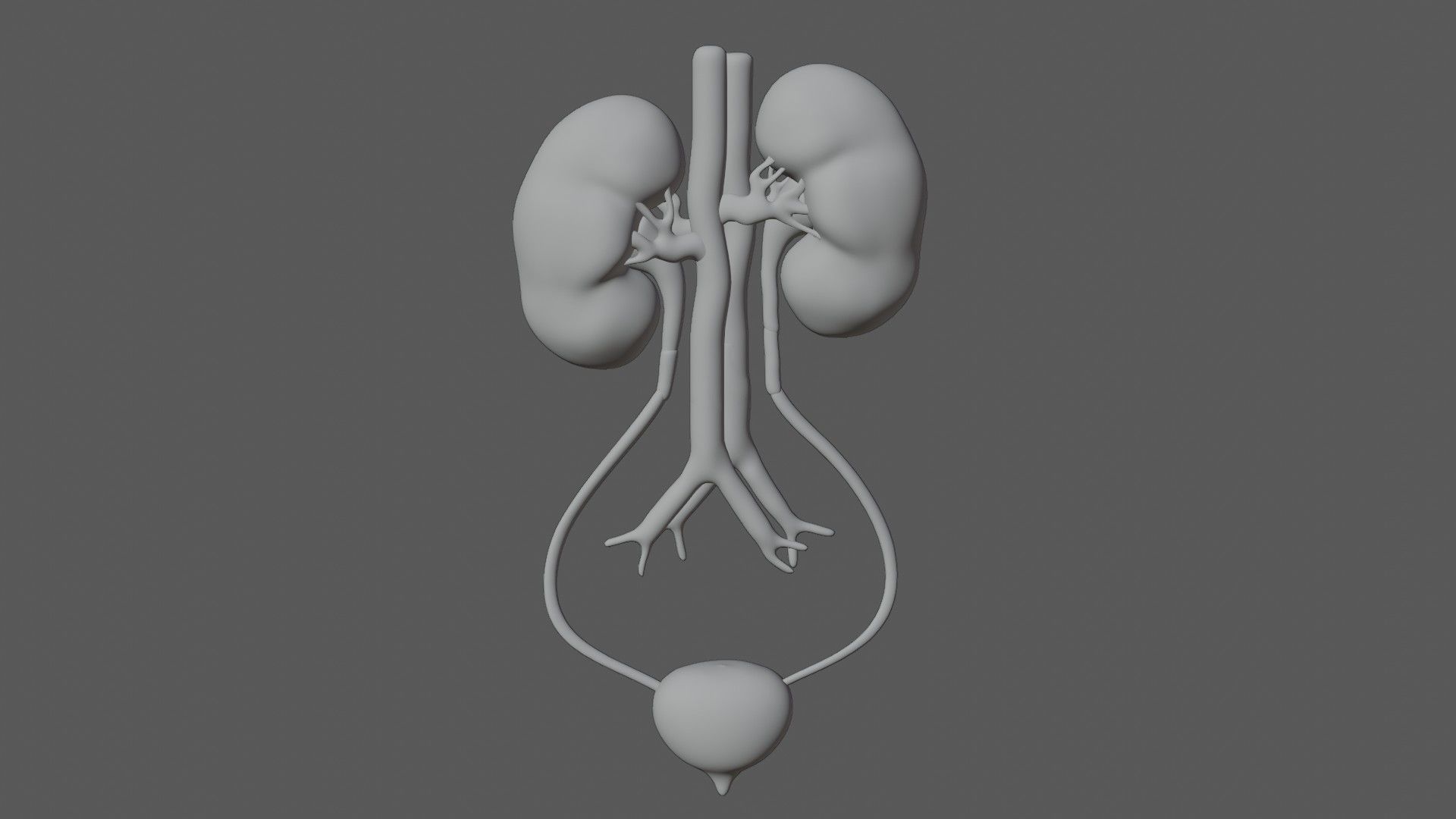 Kidney and bladder Low-poly 3D model_7