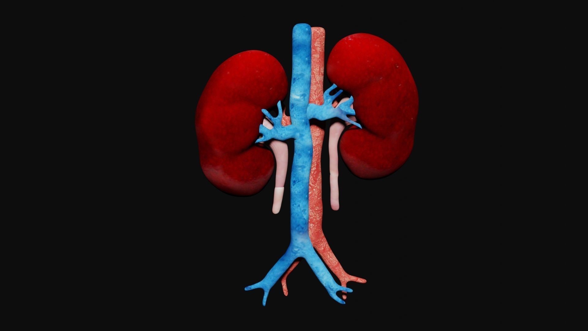 Kidney and bladder Low-poly 3D model_5