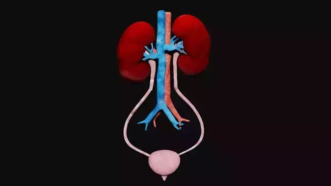 Kidney and bladder Low-poly 3D model