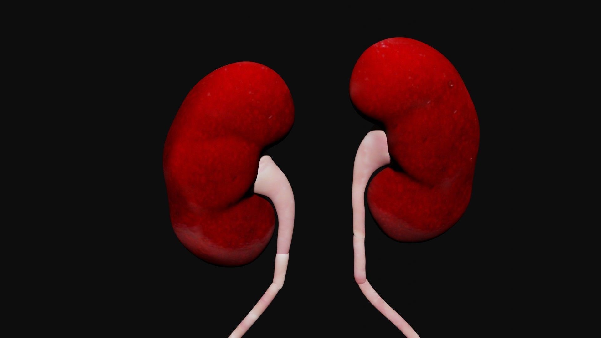 Kidney and bladder Low-poly 3D model_3