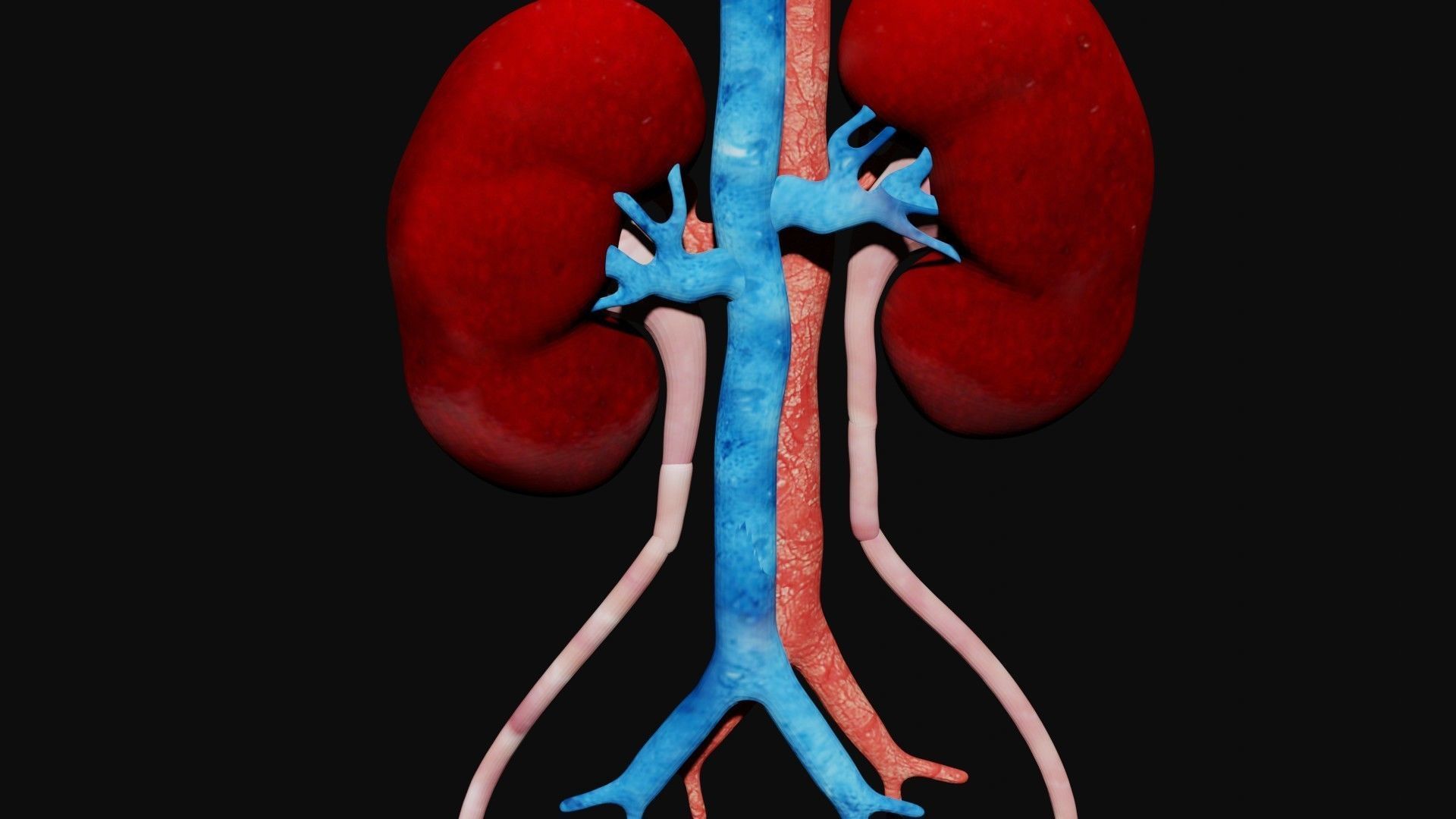 Kidney and bladder Low-poly 3D model_2